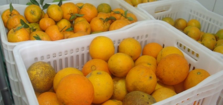 Prefeitura de Chapecó cadastra produtores no PAA