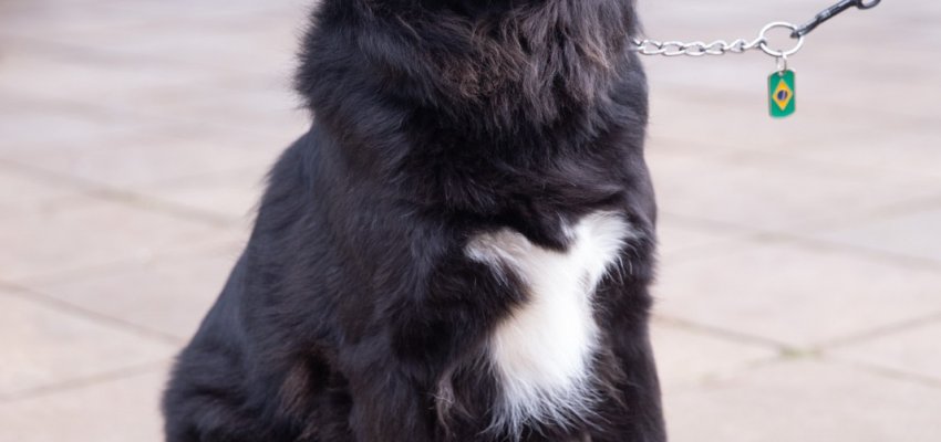 NAPA leva amor, conscientização e adoção responsável à Efapi do Brasil