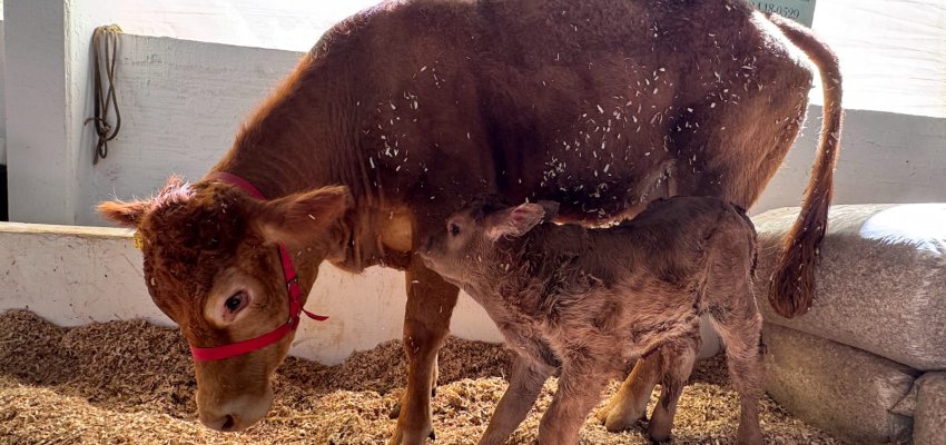Bezerro da raça Limousin nasce no primeiro dia da Efapi do Brasil 2025