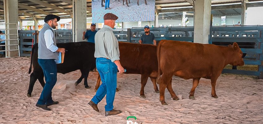 Qualidade genética marca julgamentos de Angus e Ultrablack na abertura da programação da Efapi do Br