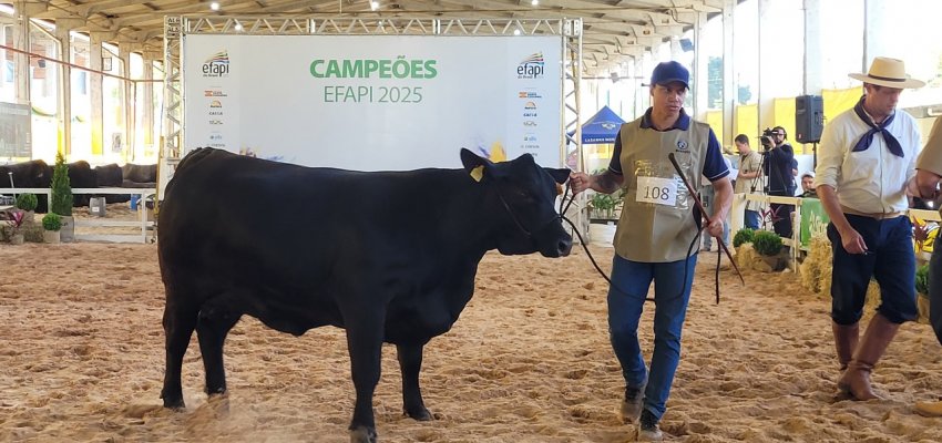 Movimentação intensa na Efapi do Brasil: julgamento da raça Brangus atrai público e expositores de S