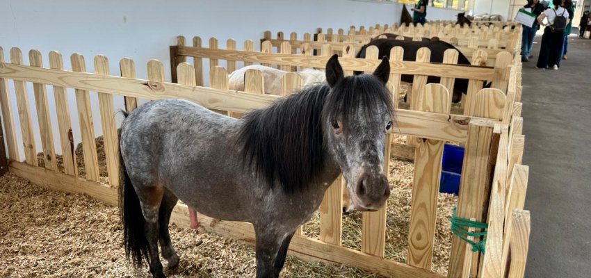Mini Mundo Animal encanta visitantes pela primeira vez na Efapi do Brasil