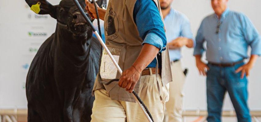 Sangue nobre e excelência na pista: os grandes campeões das raças Angus e Ultrablack premiados na ca