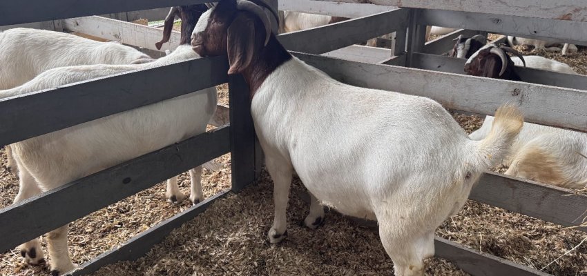 Santa Catarina se destaca na criação de caprinos e apresenta raças na Efapi do Brasil 2025 