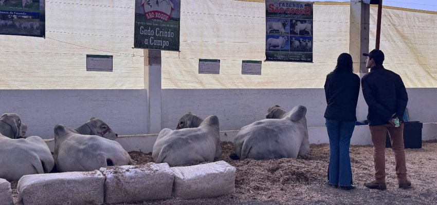 Docilidade e genética de excelência: Raça Tabapuã marca presença na Efapi do Brasil  