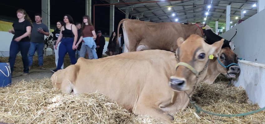 Do leite à genética premiada: vacas leiteiras começam a chegar na Efapi do Brasil