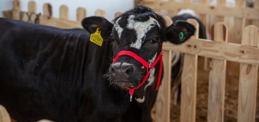 EBM em Agropecuária Demétrio Baldissarelli marca presença na Efapi