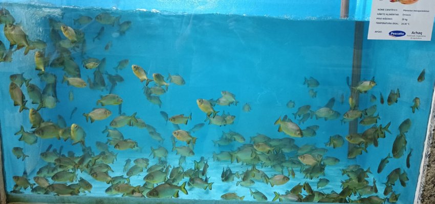 Piscicultura encanta visitantes na Efapi do Brasil com inovação e sustentabilidade