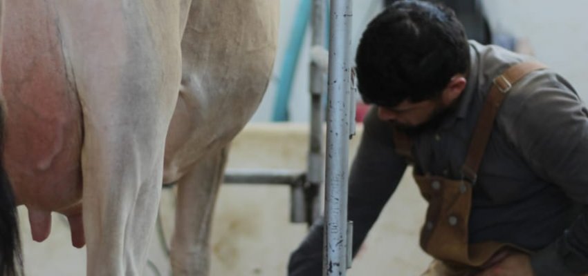 Torneio Leiteiro da Efapi do Brasil começa nesta quinta-feira