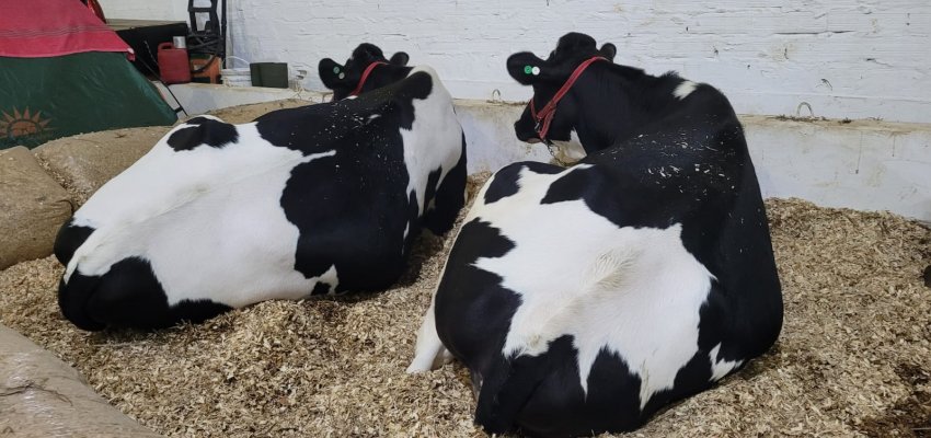 Efapi do Brasil: Julgamento de vacas leiteiras destaca qualidade genética e potencial produtivo