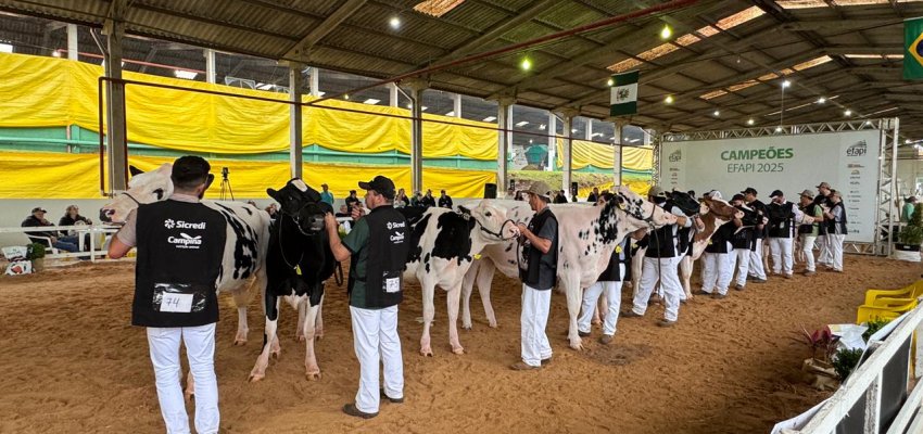 Gen&eacute;tica de ponta se destaca no julgamento das ra&ccedil;as Holandesa e Jersey na Efapi do Brasil 2025