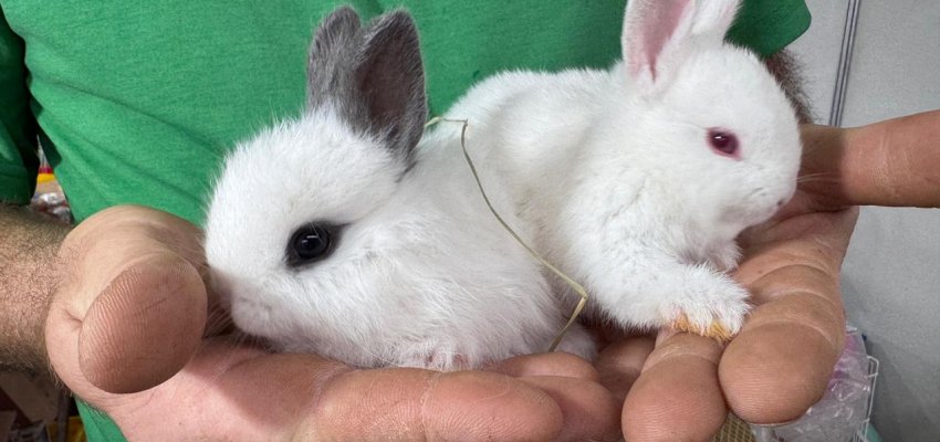 Mini no tamanho, gigante na ternura: coelho an&atilde;o faz sucesso na Efapi do Brasil 2025