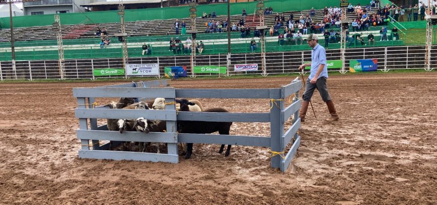 Efapi do Brasil encanta público com demonstração de cães Border Collie no pastoreio de ovelhas