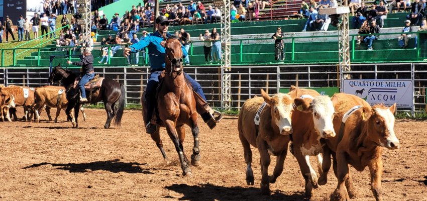 Efapi do Brasil: Team Penning estreia com emoção e disputa acirrada na arena