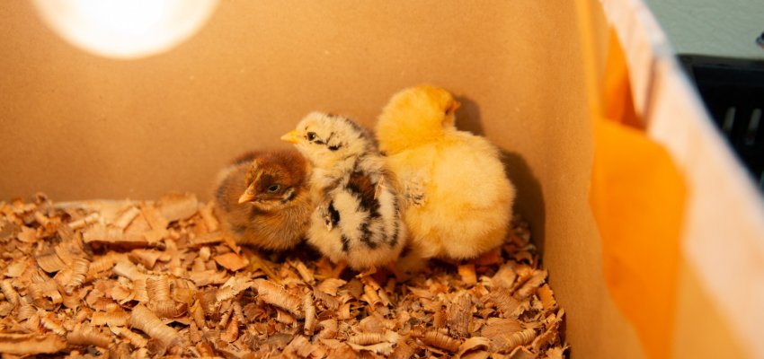 Pr&eacute;-escola da EBM Sede Figueira acompanha processo de incuba&ccedil;&atilde;o de ovos de galinha