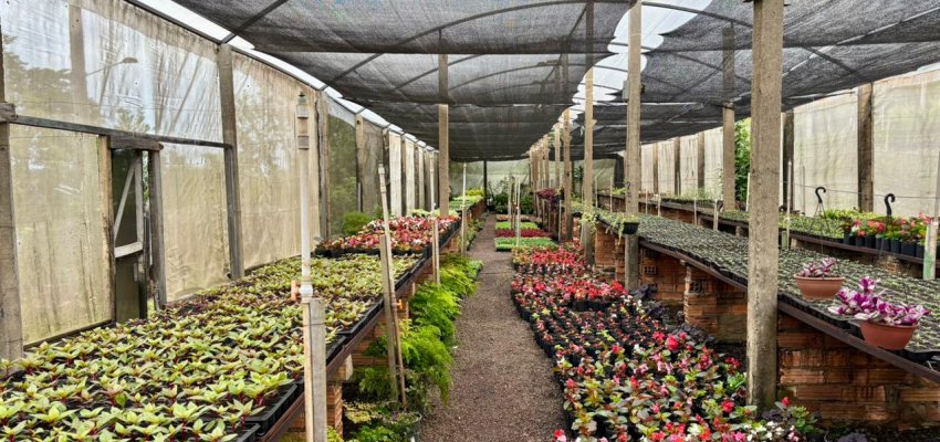 Harmoniza Chapec&oacute; realiza troca de res&iacute;duos org&acirc;nicos por flores