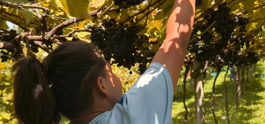 Crian&ccedil;as do Abrigo participam de colheita de uva