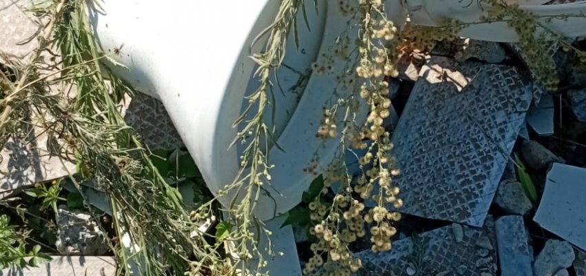 Prefeitura de Chapec&oacute; realizou mutir&atilde;o contra a Dengue no bairro Pinheirinho