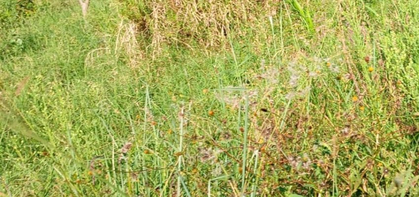 Prefeitura de Chapec&oacute; j&aacute; notificou 866 propriet&aacute;rios de terrenos baldios em 2026