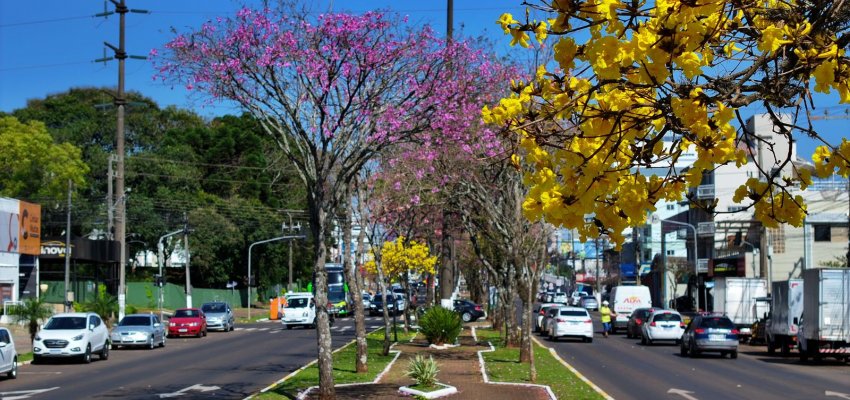 Prefeitura de Chapec&oacute; lan&ccedil;a Consulta P&uacute;blica para o Plano de Arboriza&ccedil;&atilde;o Urbana