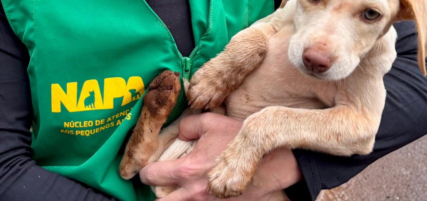 Chapec&oacute; altera regra e centraliza den&uacute;ncias de maus-tratos na pol&iacute;cia
