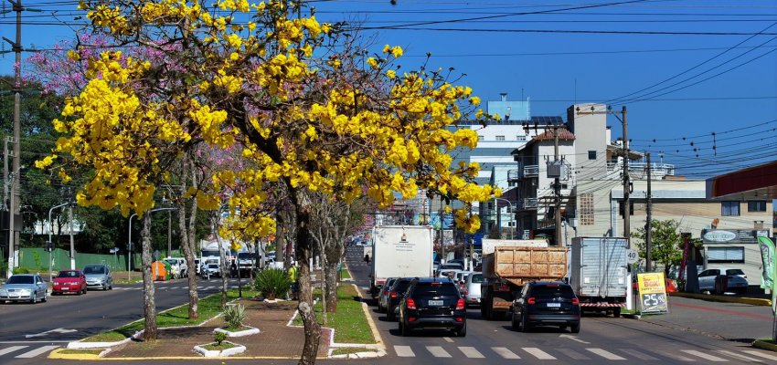 Prefeitura de Chapec&oacute; prorroga Consulta P&uacute;blica para o Plano de Arboriza&ccedil;&atilde;o Urbana