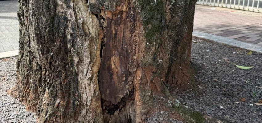 &Aacute;rvores que oferecem risco ser&atilde;o substitu&iacute;das na Avenida Get&uacute;lio Vargas