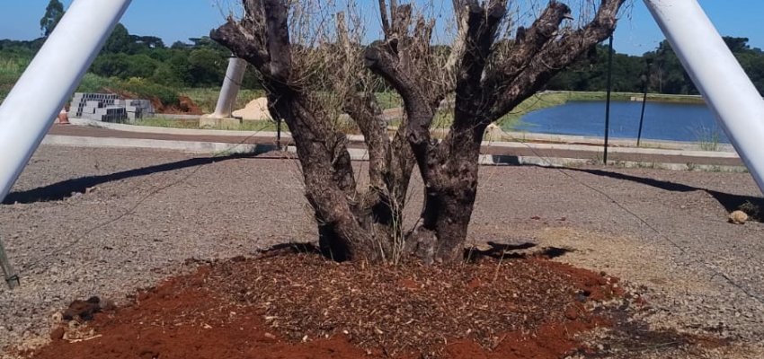 Duas oliveiras centen&aacute;rias passam a integrar o Parque Eldorado