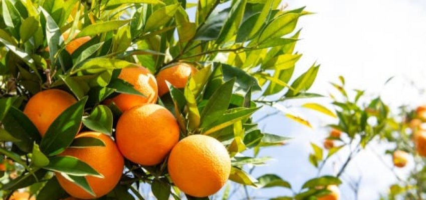 Dia de campo vai orientar produtores de citros