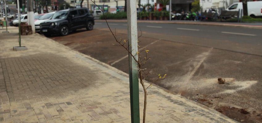 Prefeitura realiza plantio de mudas de cerejeiras e extremosas na Avenida Get&uacute;lio Vargas