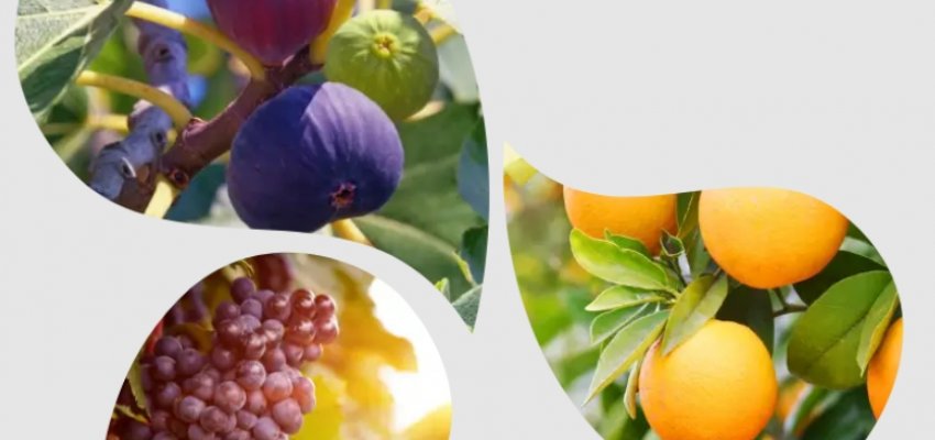 FRUSUL 2026 abre nesta ter&ccedil;a-feira em Chapec&oacute;